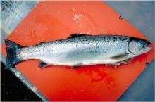 Steelhead trout (Onchorhynchus mykiss)