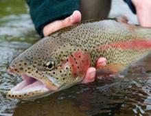 Steelhead trout