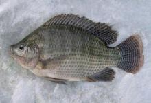 Tilapia (Oreochromis niloticus)