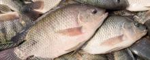 Tilapia Fish