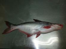 Pangasius Fish