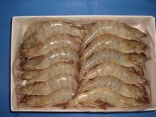 Vannammei shrimp