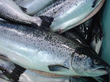 Atlantic salmon