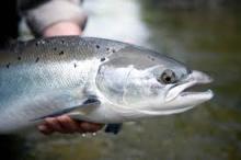 Atlantic salmon Fish