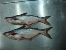 Pangasius (Pangasius hypopthalmus)