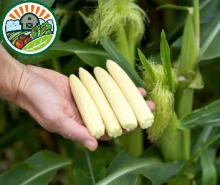 IQF Vegetable Frozen product of Baby corn from Fresh Fruits Corporation with Good Price
