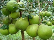  Fresh   Pomelo 