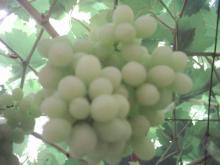  Fresh   Grapes 