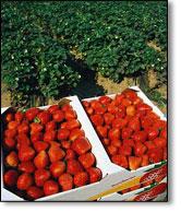 Fresh  Strawberry 