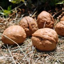 In-shell  walnut 