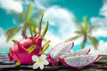 Fresh Dragon  fruit 
