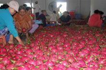 dragon fruit of Vietnam