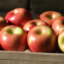 Fresh  Apples  for  sale 