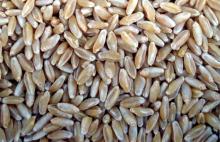 Durum Wheat from Argentina