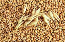 Barley from Argentina