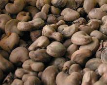  Raw  Cashew Nut For Sale