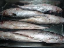 New landing frozen grey mullet without roe