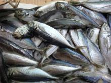  scomber   japonicus ( mackerel )