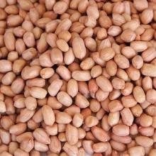 Almond,Peanut Hull,Apricot Kernels,Betel Nuts