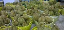 Fresh Durian Fruits