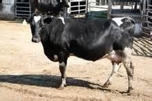 Live Dairy Healthy Friesian Holstein Cow for sale