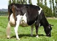 Pregnant Holstein Friesian Cows