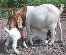 Live Boar Goats/ Live Simmental Goat/Live Senean Goat Pregnant Goat