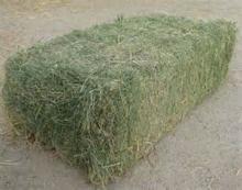 High Quality Alfafa  Hay   Bales  / Grade A