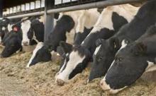Animal  Feed ,Bone Meal, Corn  Gluten Meal,Cotton  Seed  Meal,Fish Meal,Soybean Meal for sale now