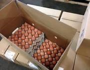 FROZEN CHICKEN EGGS FOR SALE NOW WITH LOW PRICE AND GOOD PAYMENT TERMS