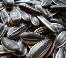 SUNFLOWER SEED
