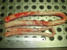 Frozen Beef Penis