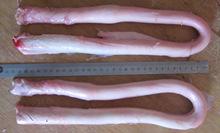 Frozen Beef Penis from Brazil