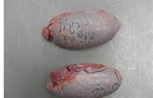 Frozen Beef Testicles from Brazil