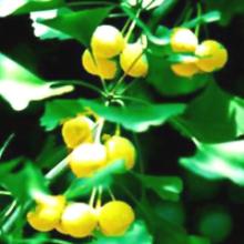 GINKGO BILOBA EXTRACT