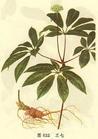PANAX NOTGINSENG EXTRACT