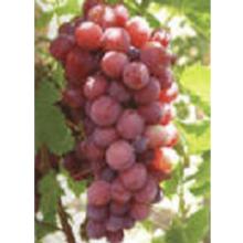  GRAPE  SEED EXTRACT