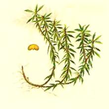  Huperzia   Serrata   Extract (HUPERZINE-A)