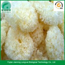 Parted dry snow  white   jelly  fungus
