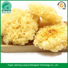 Whole white jelly fungus
