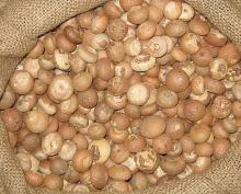  Betel   Nut 