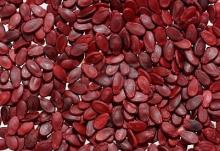 Roasted  Water   Melon  Seed