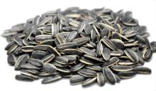 Sun Flower  Seed 