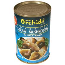 Straw mushrooms