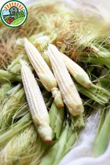 Best sales ending season 2015 Excellent nutritrion and quality IQF Baby corn whole and cut type 1