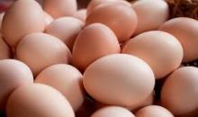 Farm Fresh Chicken Brown & White Table Eggs for Sale