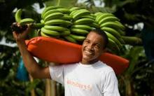  Fair   Trade , Organic Bananas