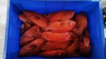 Red  Grouper 