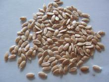 Green Cucumber  Seeds   f1  SXC No.5