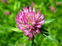  Red   Clover   Extract 